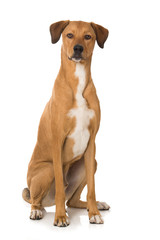 Obraz premium Großer Mischlingshund