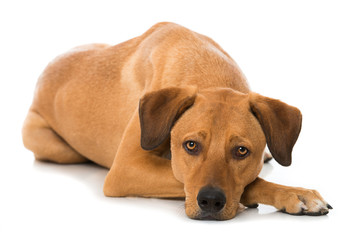 Großer Mischlingshund