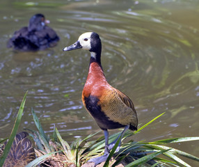 White-faced whistling duck by the lake