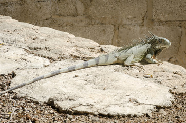 close up of an iguana 0(Iguana iguana)