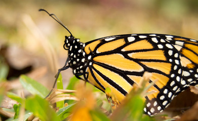 Monarch Butterfly
