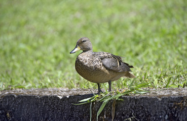 Yellow-billed teal sunning on the lawn