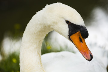 a swan at the shore