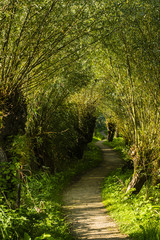 Fototapeta na wymiar trees along a walking trail