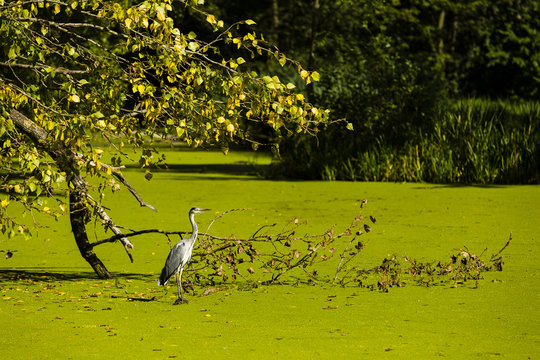 heron , leaves and greem water