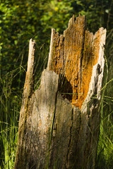 Tree trunk in the forest