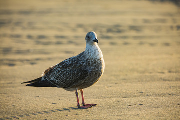 a gull on the beach