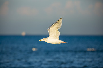 a gull flying above the sea