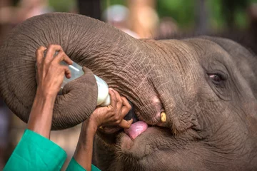 Photo sur Plexiglas Éléphant Baby elephant being feed with milk in Pinnawala Elephant Orphanage, Sri Lanka  
