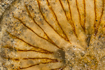 detail of a jellyfish