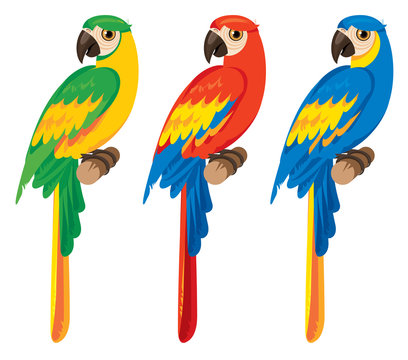 vector set of three birds parrots macaws