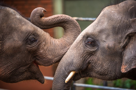 Heads of Asian elephants in Sri Lanka

