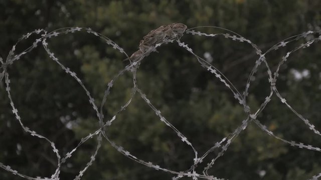 Barbed wire coiled on the fence