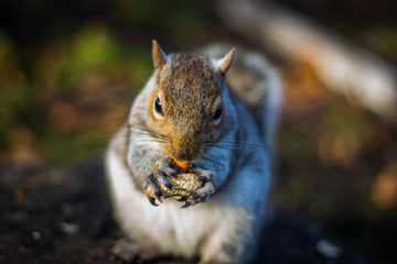 Squirrel Nuts Park York