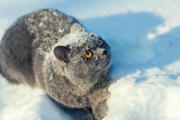 Cat covered with snow sitting in the deep snow