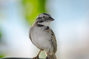 close up of a rufous collared sparrow perched