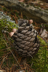 PINECONE AND MUSHROOMS