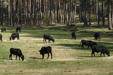 Cows and trees