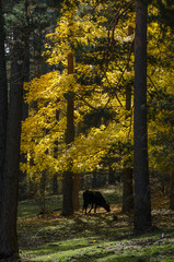 Grazing in autumn