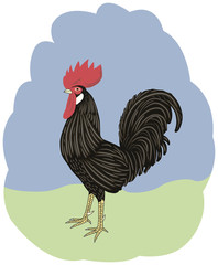 Color  cock on pastel background looking at left.