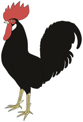 Black cock on white background looking at left.