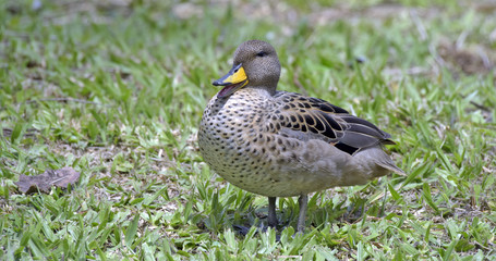 Yellow-billed teal sunning on the lawn