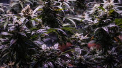 Marijuana Garden Indoor. Cannabis plants in an indoor grow operation.
