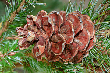 Pine cone and branches