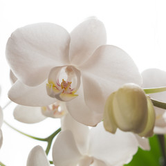 Naklejka na ściany i meble Weiße Phalaenopsis Orchidee 