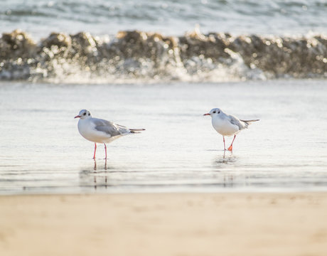 Two seagulls standing on the sand beach, Mediterranean sea