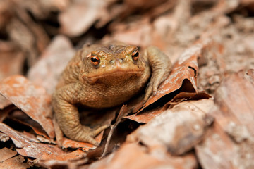 common toad, european toad, bufo bufo