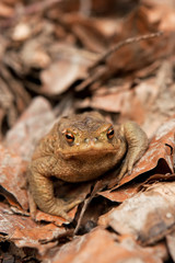 common toad, european toad, bufo bufo