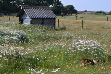 Schuppen vor Pferdekoppel. Landleben auf Texel