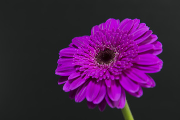 Obraz premium Flower