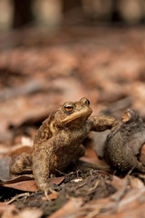 common toad, european toad, bufo bufo