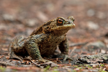 common toad, european toad, bufo bufo