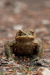 common toad, european toad, bufo bufo