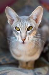 Oriental cat 