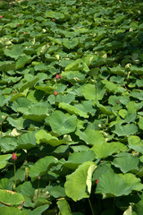 Toji Temple, Kyoto, Japan