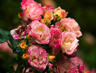 It's own multi-color rose bouquet