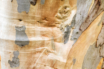 Texture of eucalyptus bark