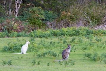 White albino bennets wallaby with brown grey wallaby