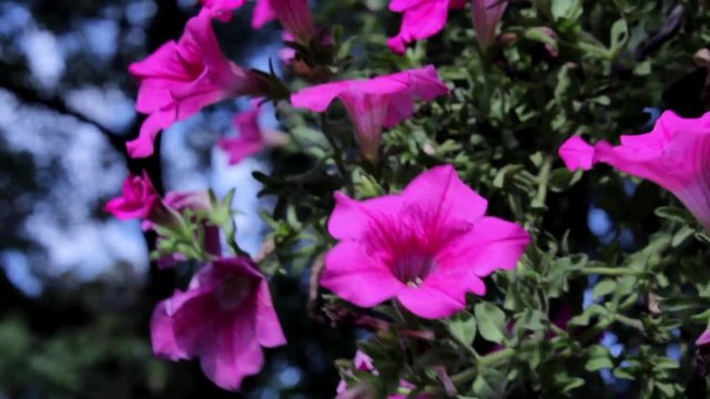 Aubrieta Purple flowers in the park.