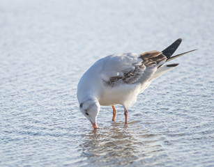 Seagull drinking water in the sea