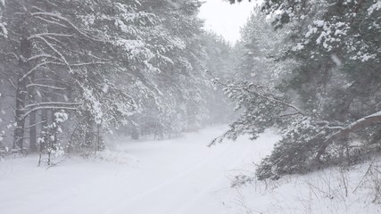 Obraz premium Winter forest nature snowing pine forest with snow landscape beautiful snow winter christmas tree background