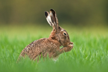 european hare, lepus europaeus