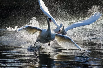 Deurstickers Fighting swans © Jon
