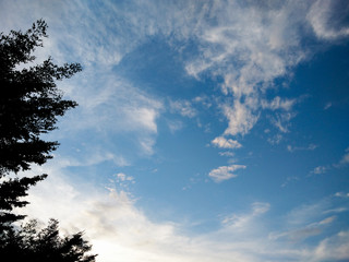 Tree silhouette under the blue sky wallpaper