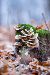 Touch-wood mushrooms in the forest
