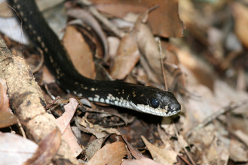 Black Snake - Mt Misen, Miyajima, Japan